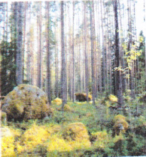 Waldboden mit Felsen und Kiefern