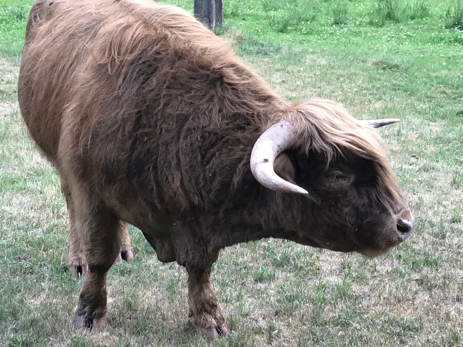 Les Highland Cattle des Poilus du Silberberg