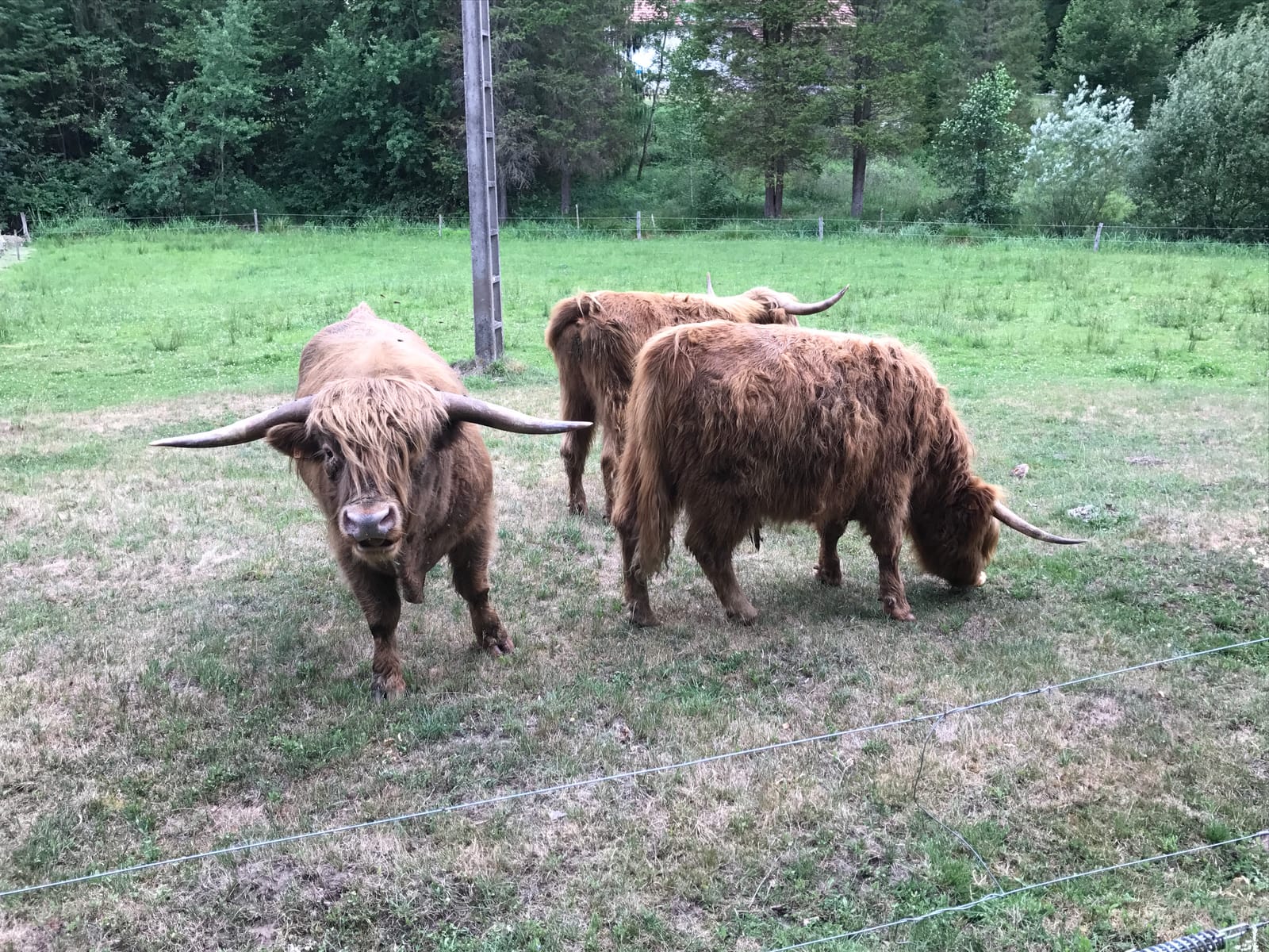 Les Highland Cattle des Poilus du Silberberg