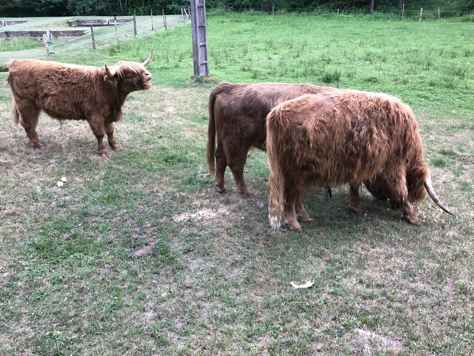 Les Highland Cattle des Poilus du Silberberg