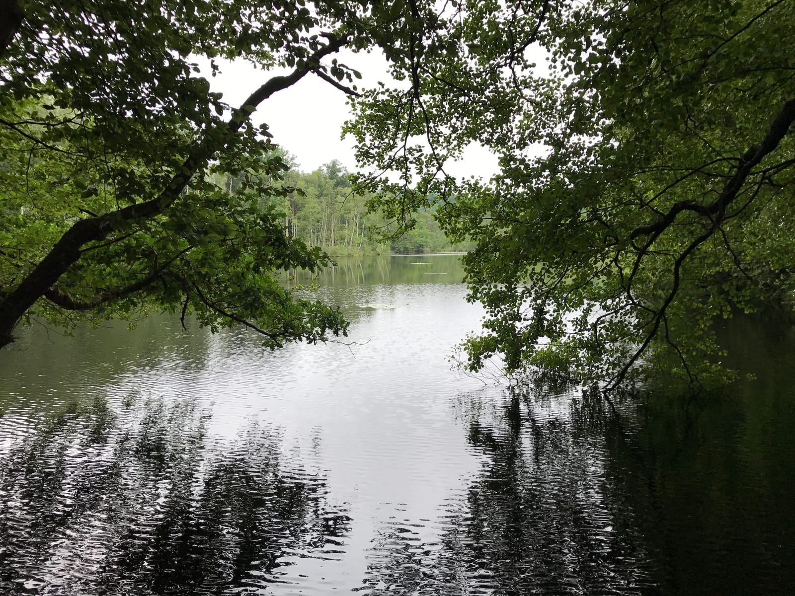 L’étang du Erbsenthal