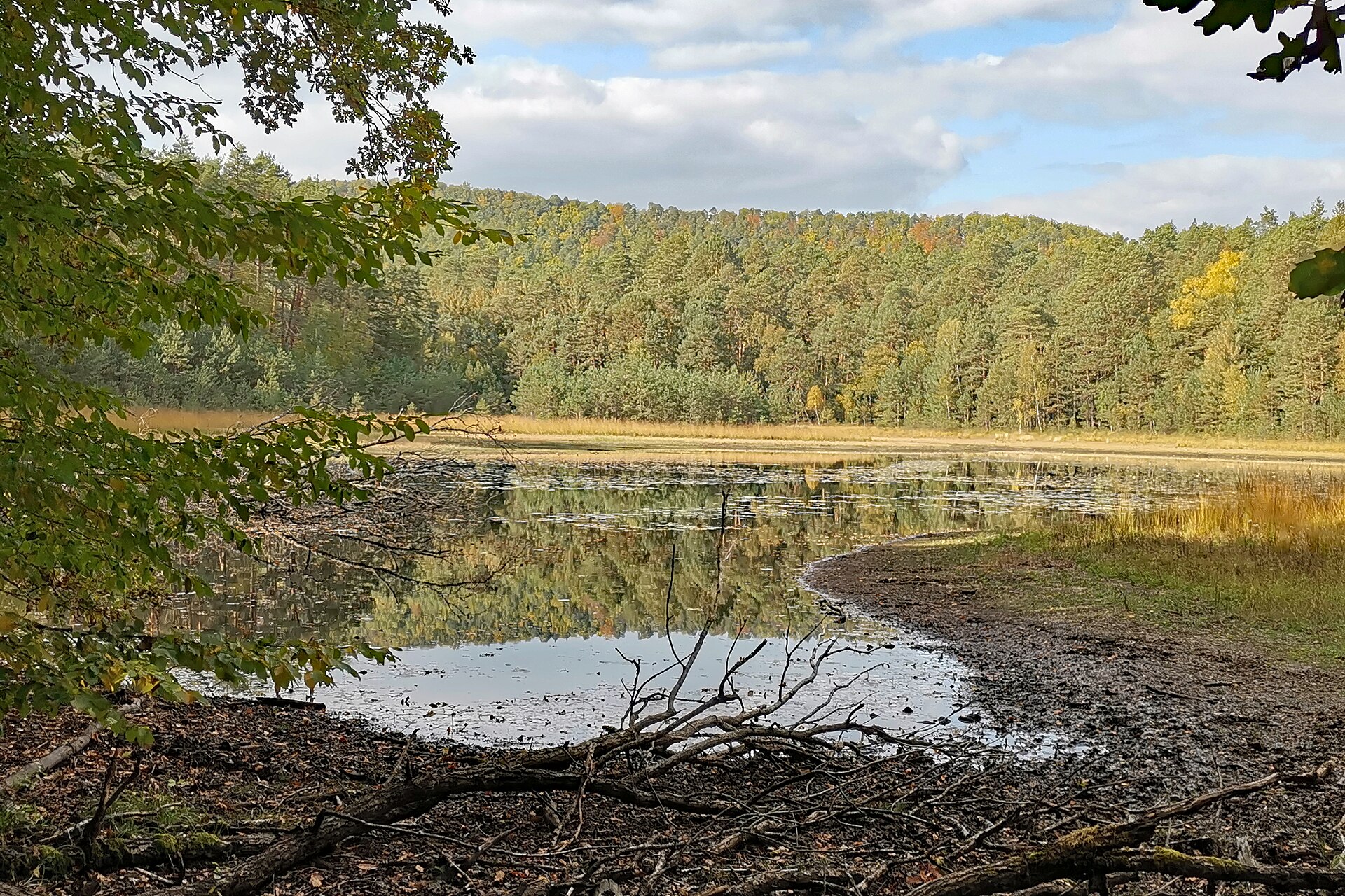 Der Waldecker Weiher im Herbst, Kiefern- und Laubwald